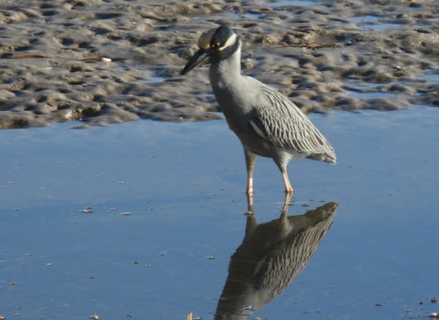 Yellow-crowned Night Heron - ML644084739