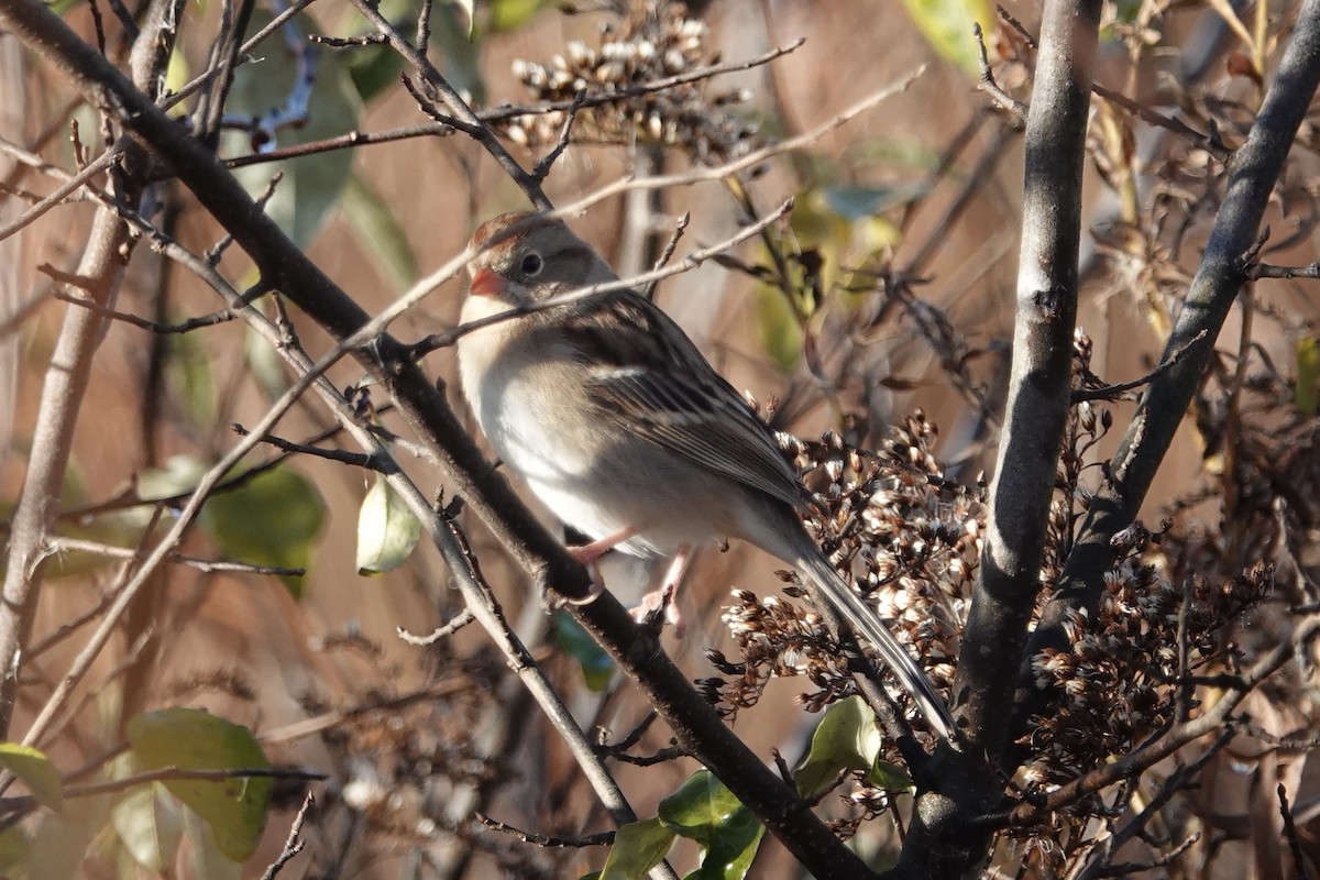 Field Sparrow - ML644084746