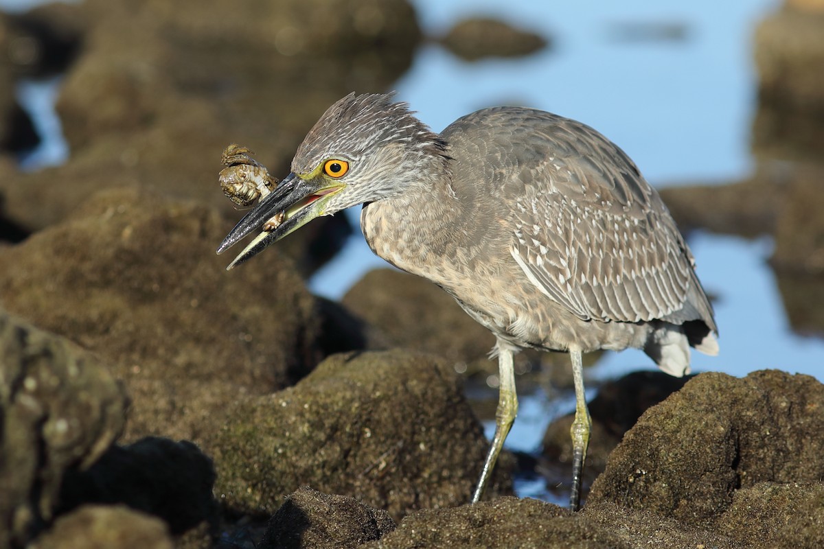 Yellow-crowned Night Heron - ML644084751
