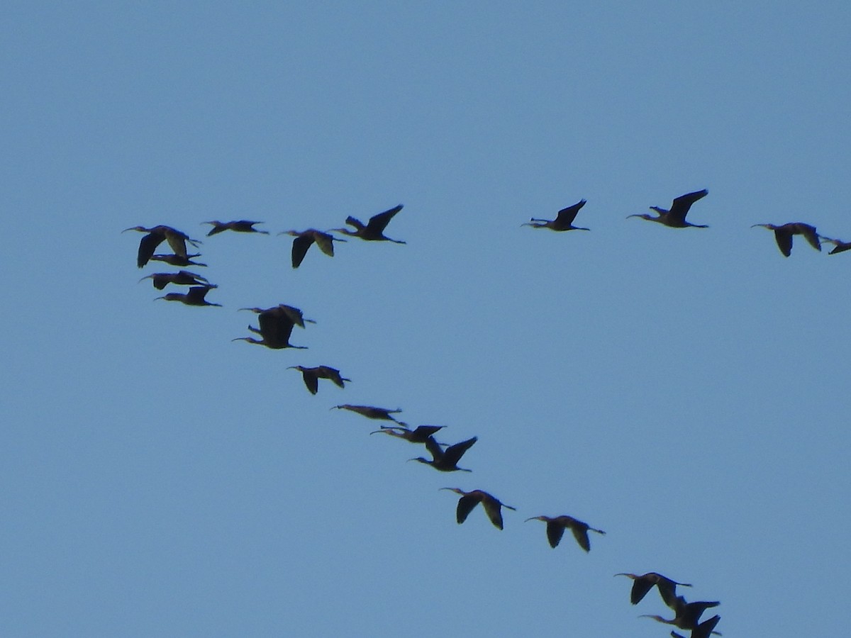 White-faced Ibis - ML644084759