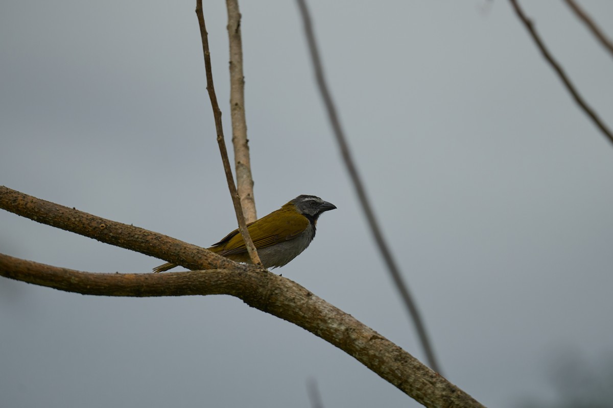 Buff-throated Saltator - ML644084761
