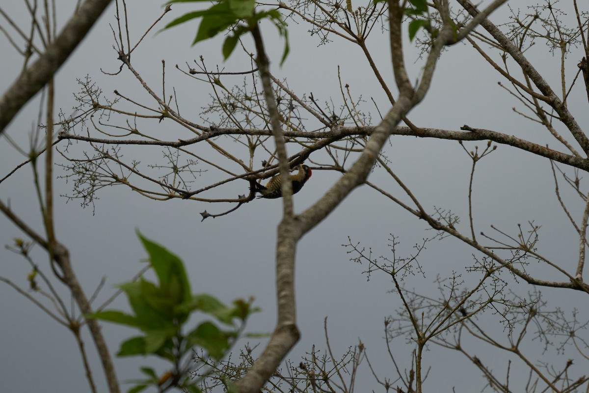 Pic de Pucheran - ML644084775