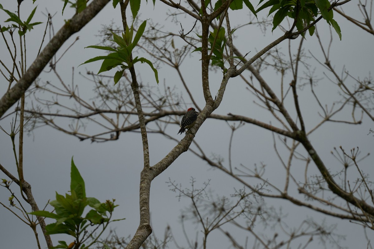 Pic de Pucheran - ML644084776