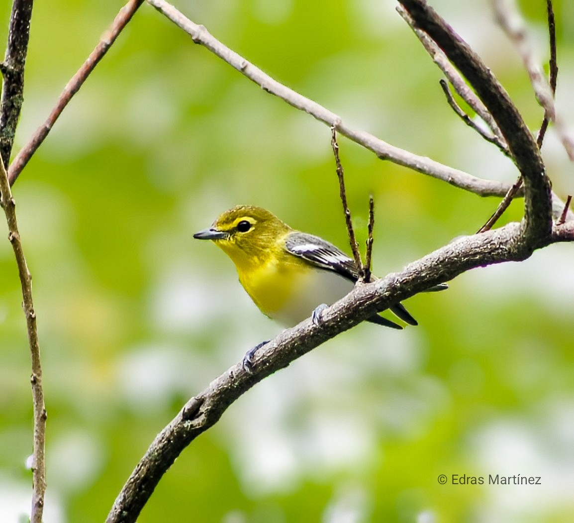 Sarı Gerdanlı Vireo - ML644084786