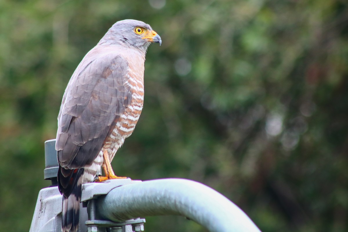 Roadside Hawk - ML644084787