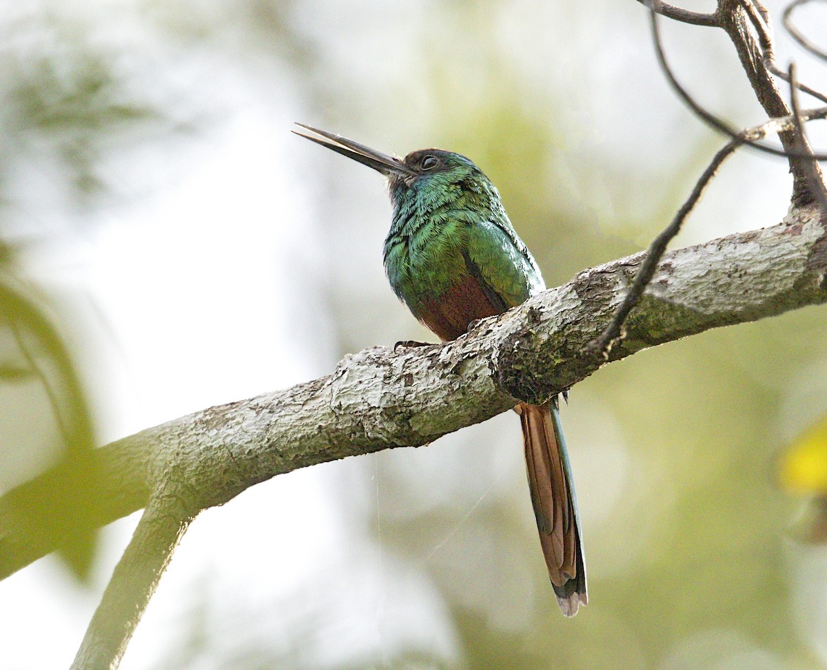 White-chinned Jacamar - ML644084792