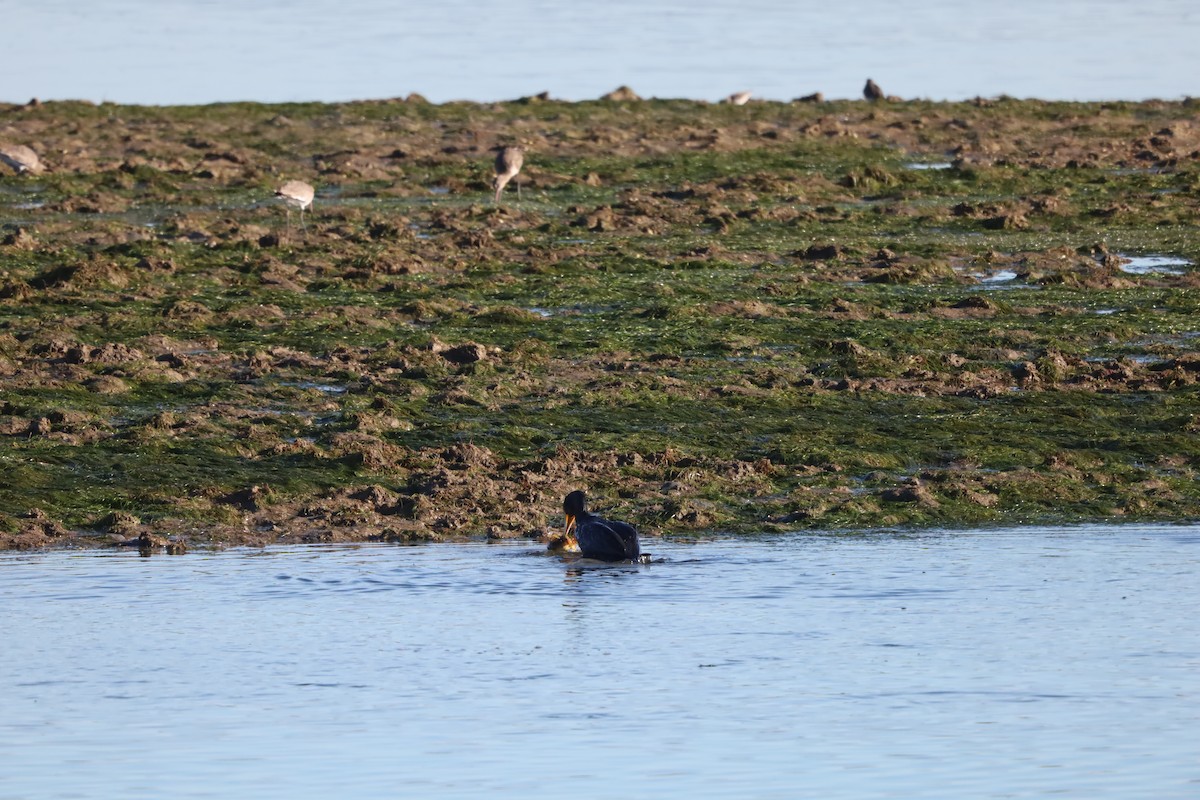 Great Cormorant - ML644084795