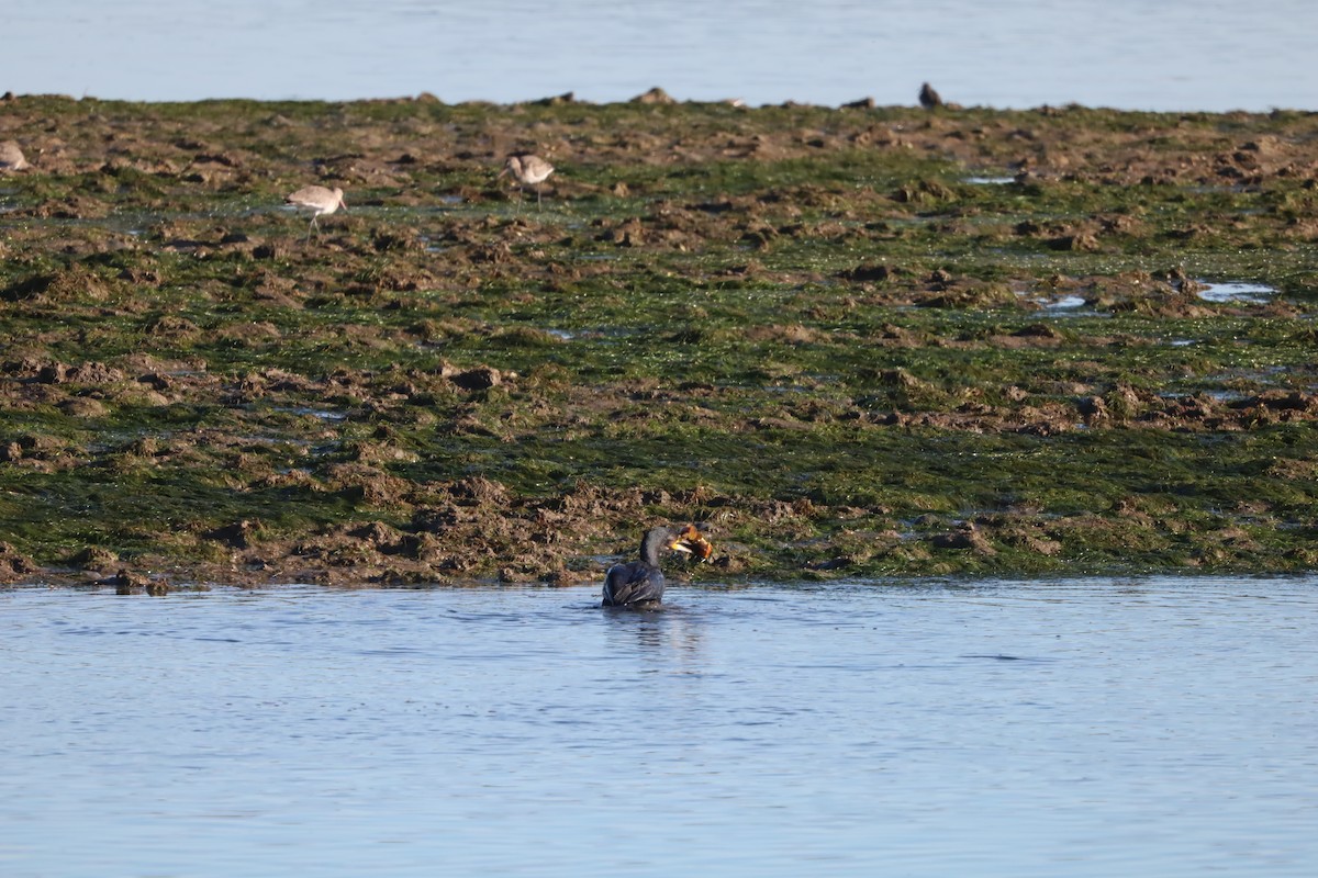 Great Cormorant - ML644084796