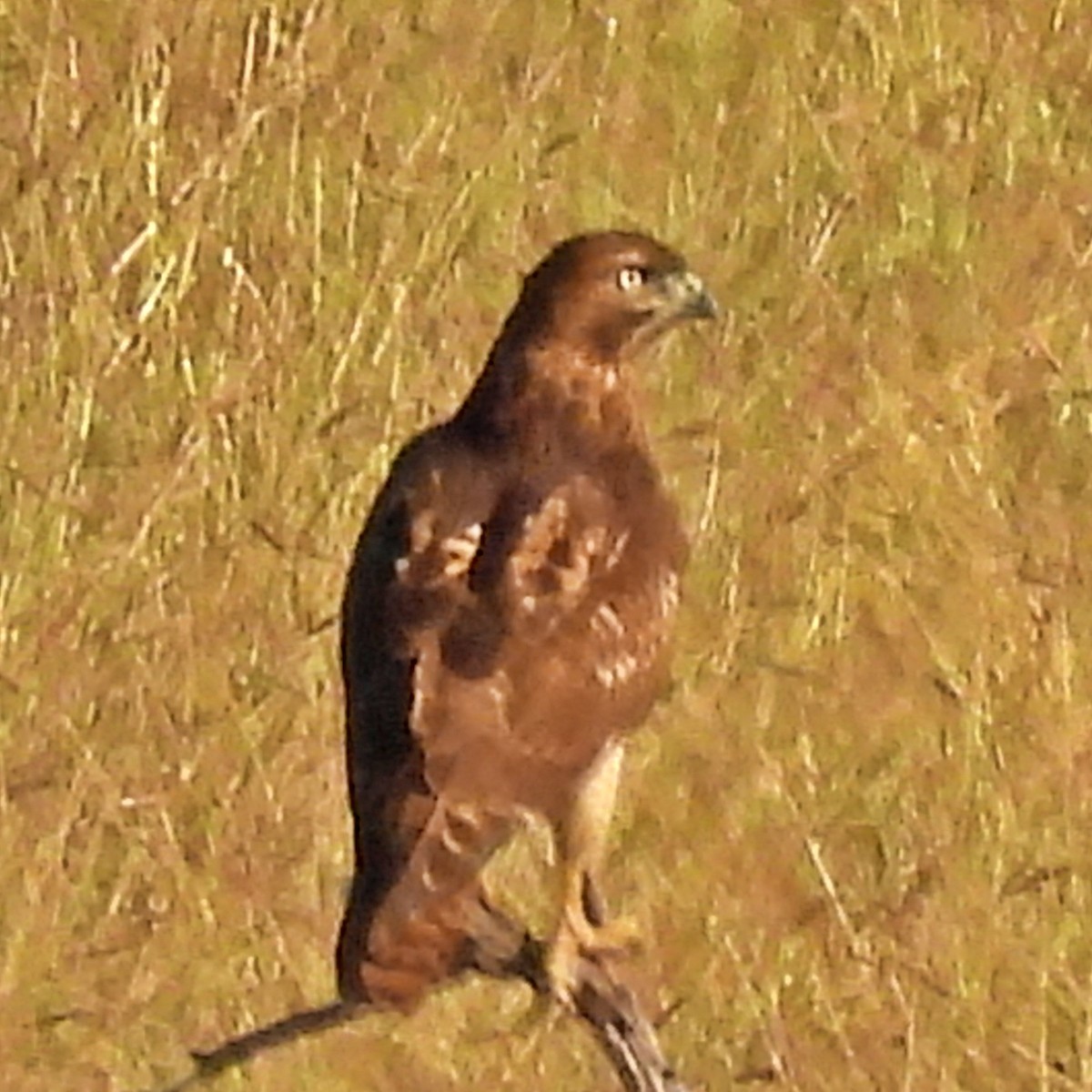 rødhalevåk - ML644084828