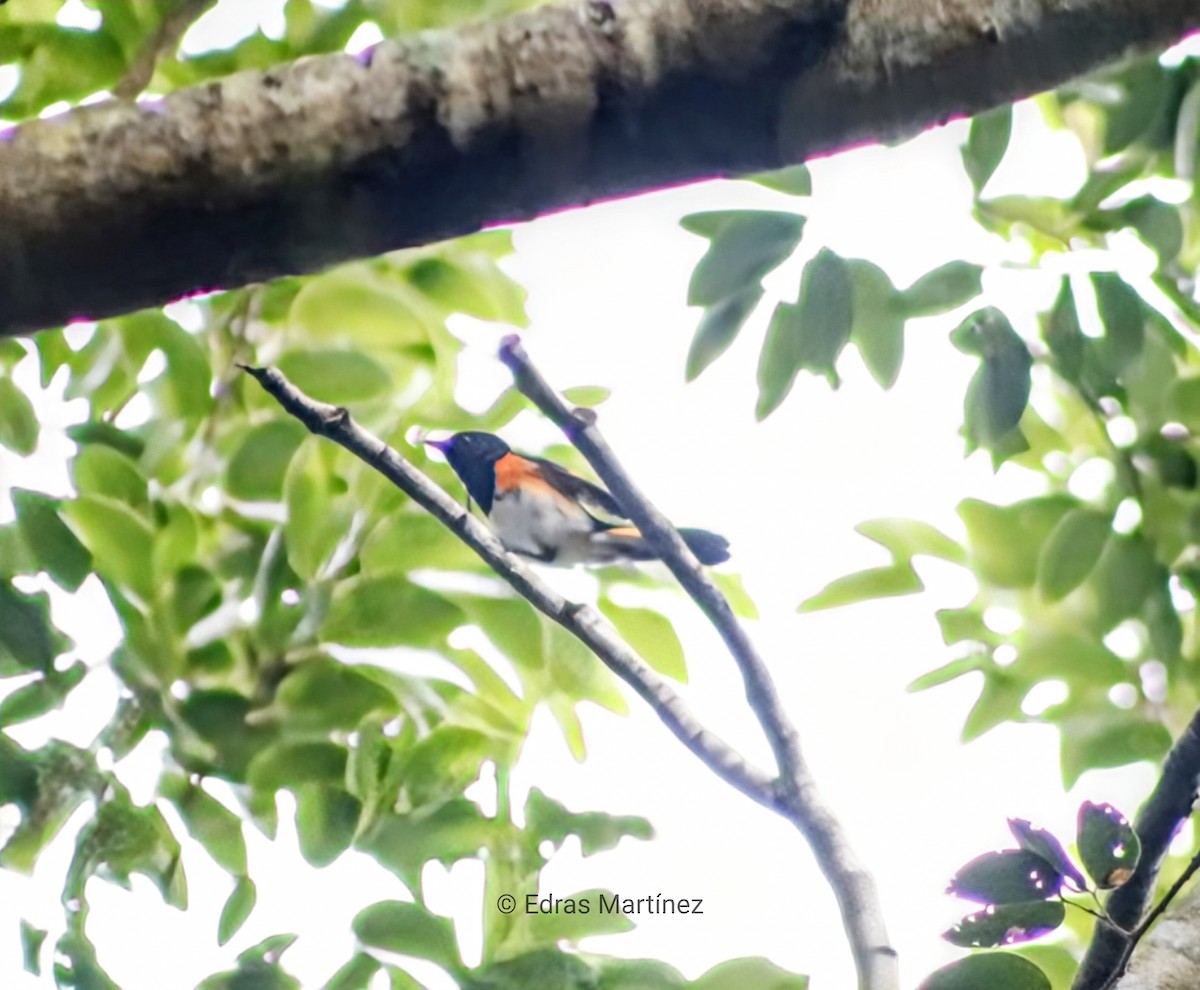 American Redstart - ML644084831