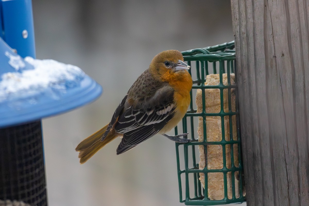 Baltimore Oriole - ML644084838