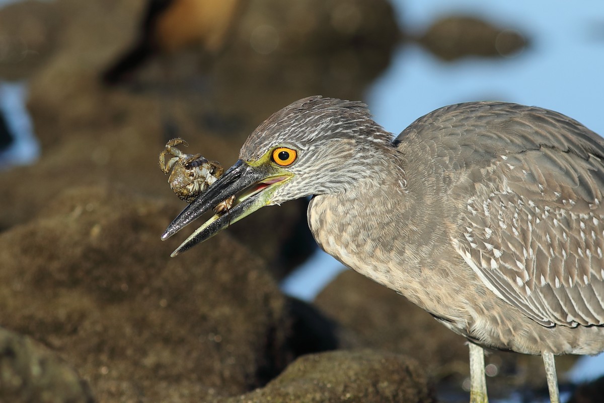Yellow-crowned Night Heron - ML644084852