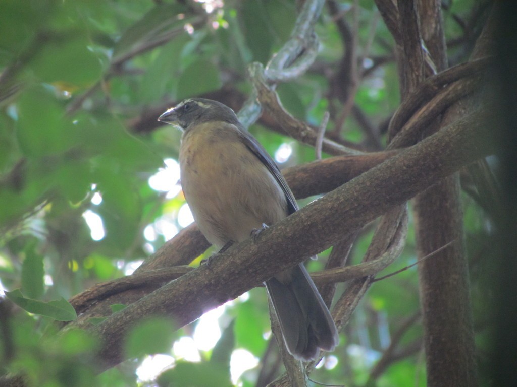 ハシブトイカル - ML644084859