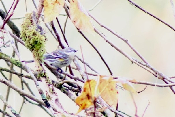 Yellow-rumped Warbler - ML644084865