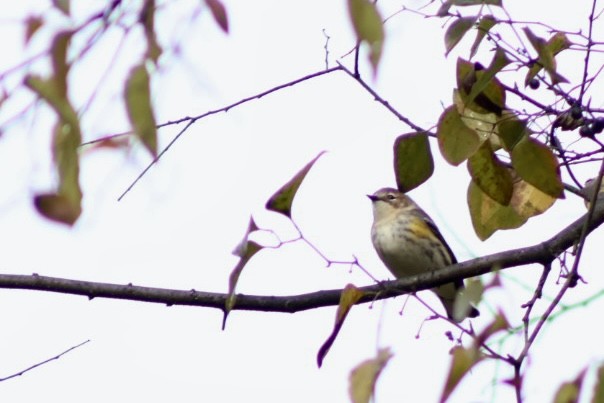 Yellow-rumped Warbler - ML644084866