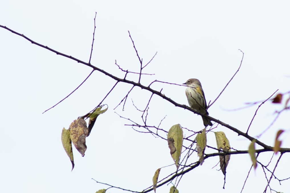 Yellow-rumped Warbler - ML644084867