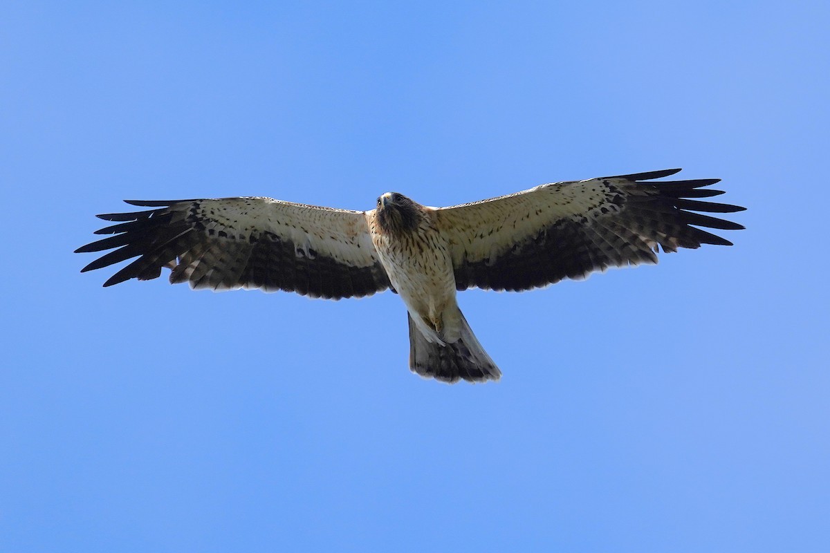 ヒメクマタカ - ML644084873