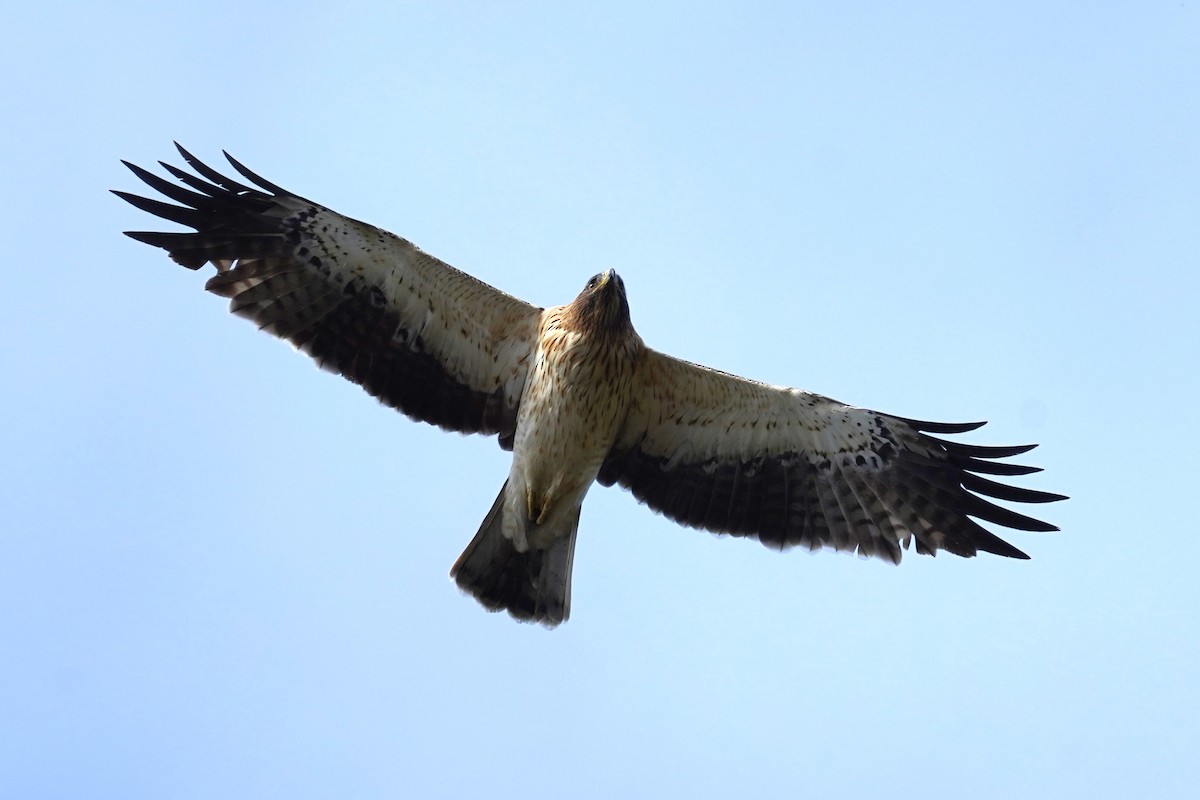 ヒメクマタカ - ML644084874