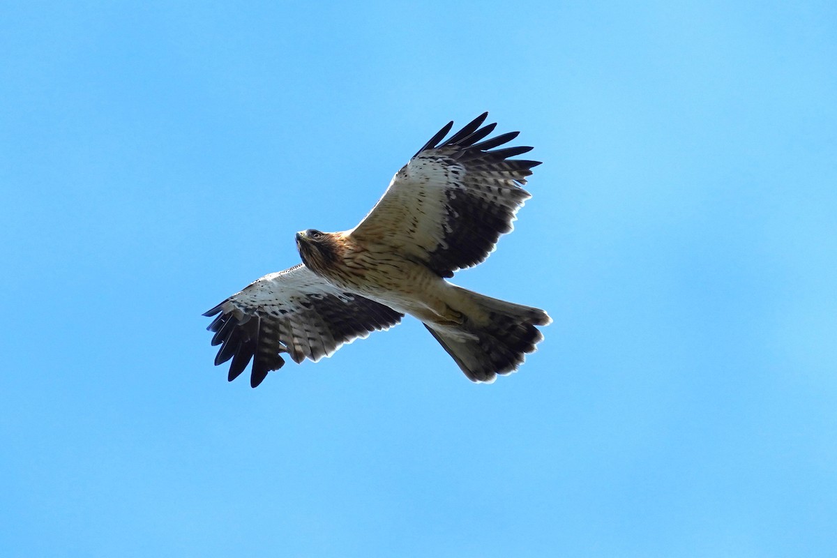 ヒメクマタカ - ML644084875