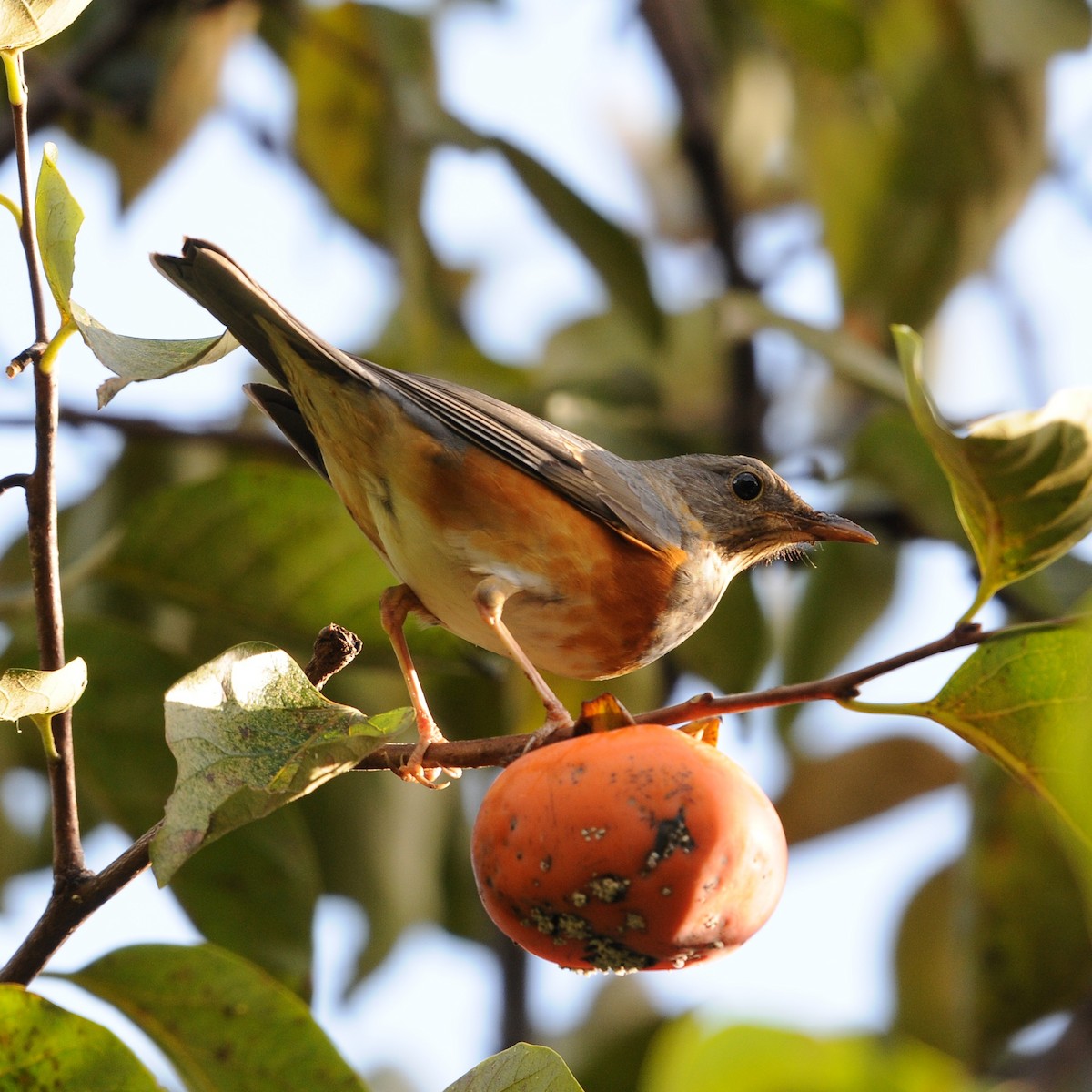 Amurdrossel - ML644084885