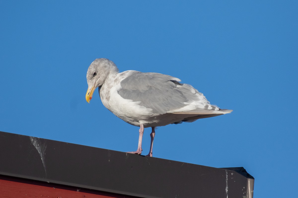 Glaucous-winged Gull - ML644084905