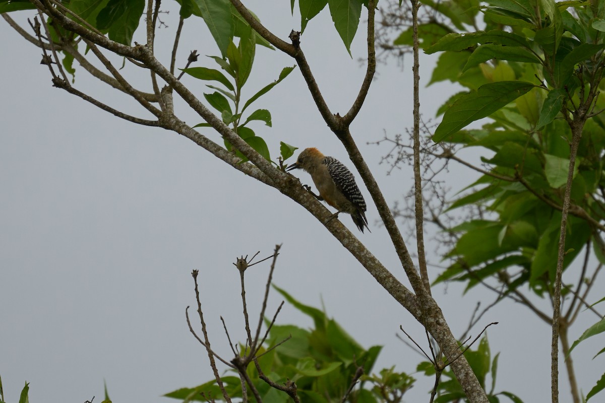 Гіла нікарагуанська - ML644084911