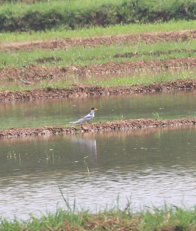 River Tern - shino jacob koottanad