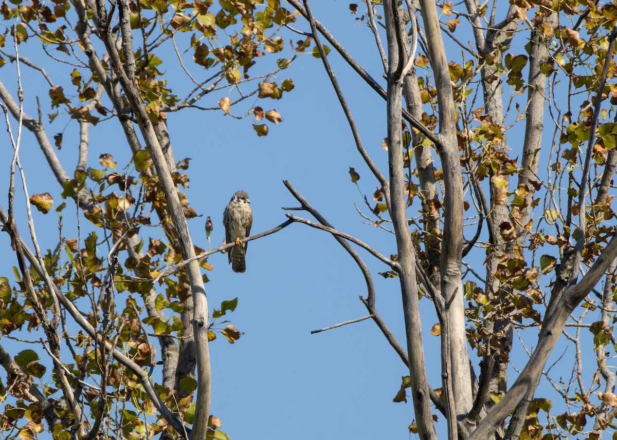 American Kestrel - ML644084926