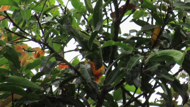 Plum-headed Parakeet - ML644084929