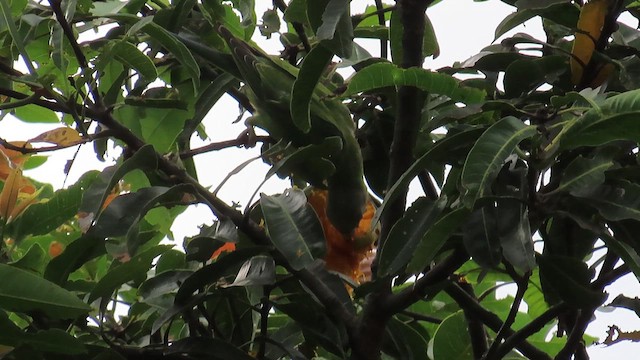 Plum-headed Parakeet - ML644084934