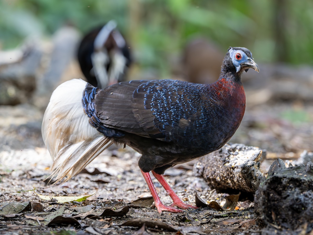 Bulwer's Pheasant - ML644084940