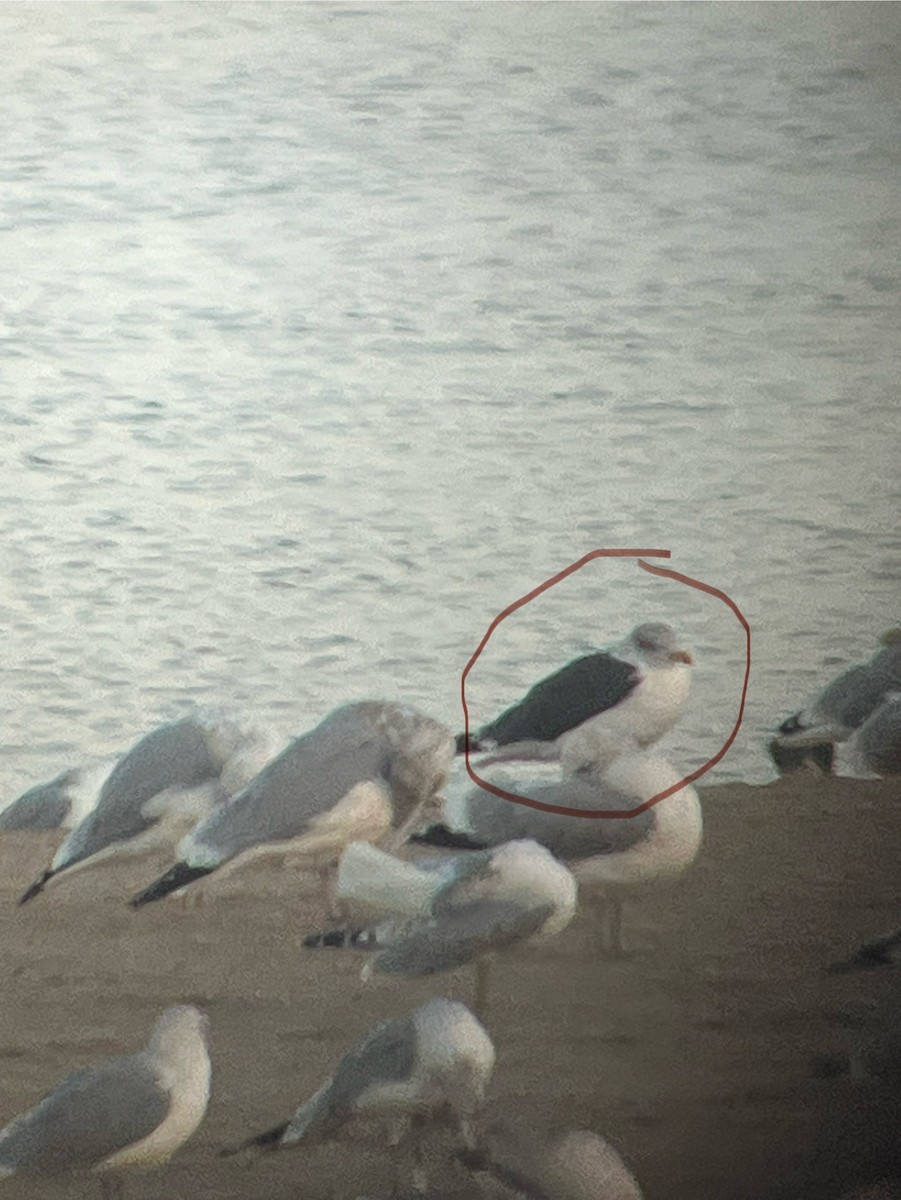 Lesser Black-backed Gull - ML644084946