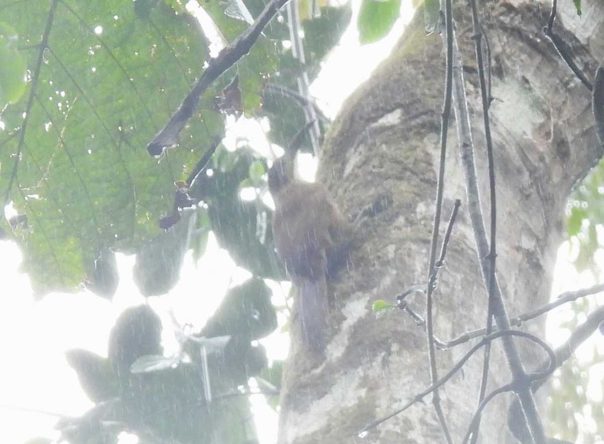 White-throated Woodcreeper - ML644084970