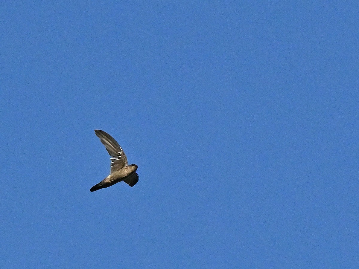 White-nest Swiftlet - ML644084975
