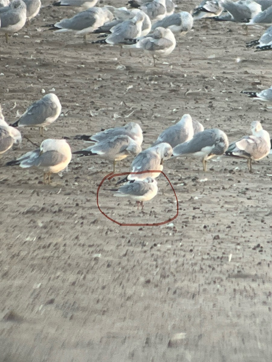 Bonaparte's Gull - ML644084976