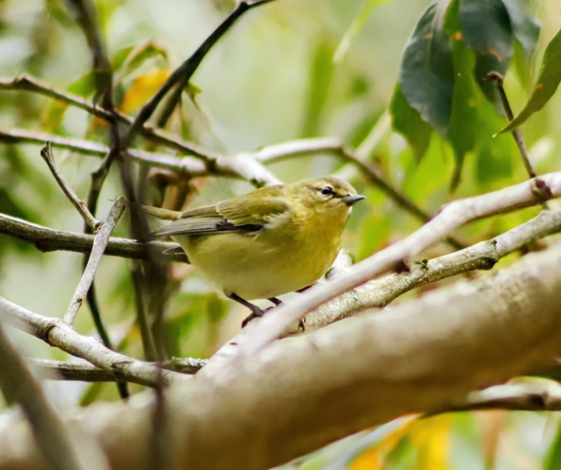 Tennessee Warbler - ML644084991