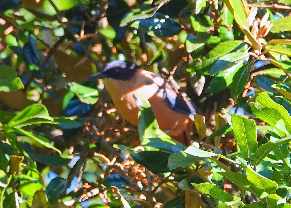 Rufous Sibia - ML644085021