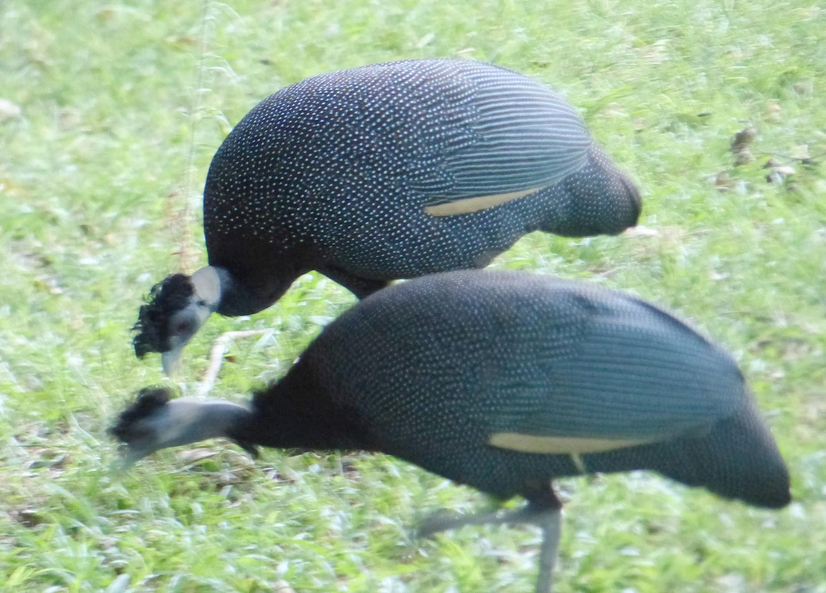 Southern Crested Guineafowl - ML644085027