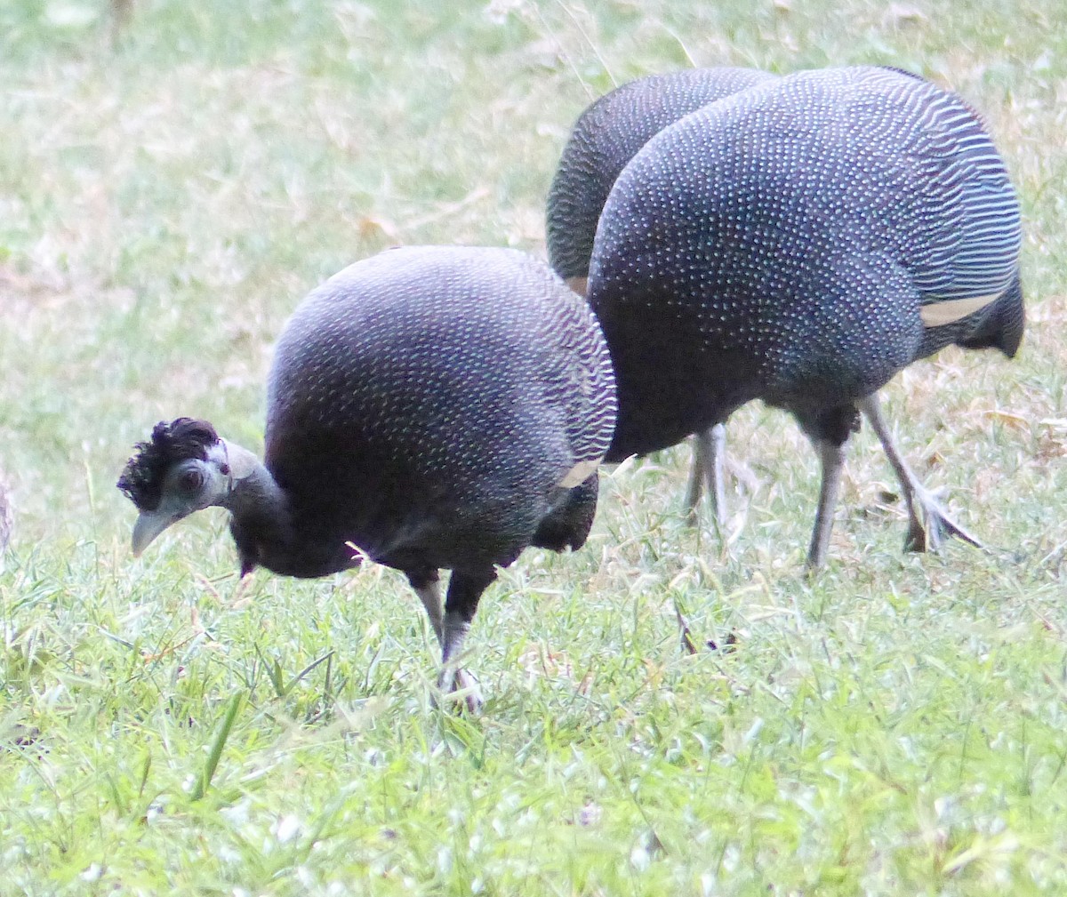 Southern Crested Guineafowl - ML644085028