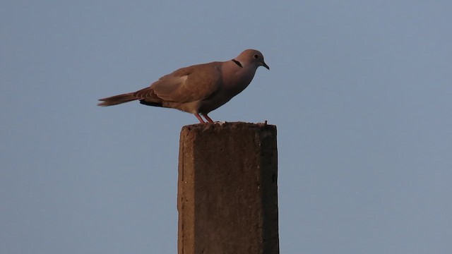 Eurasian Collared-Dove - ML644085032