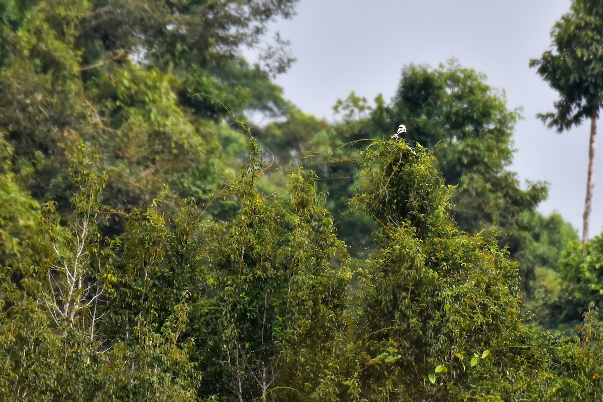 Oriental Pied-Hornbill - ML644085036