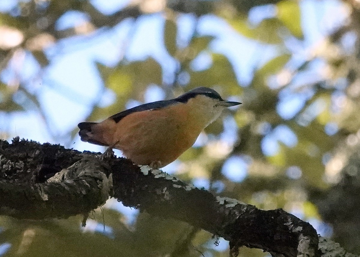 White-tailed Nuthatch - ML644085050