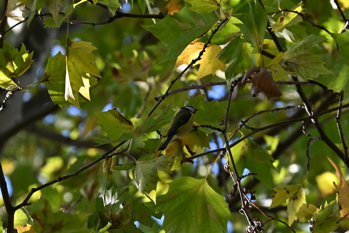 Eurasian Blue Tit - ML644085051