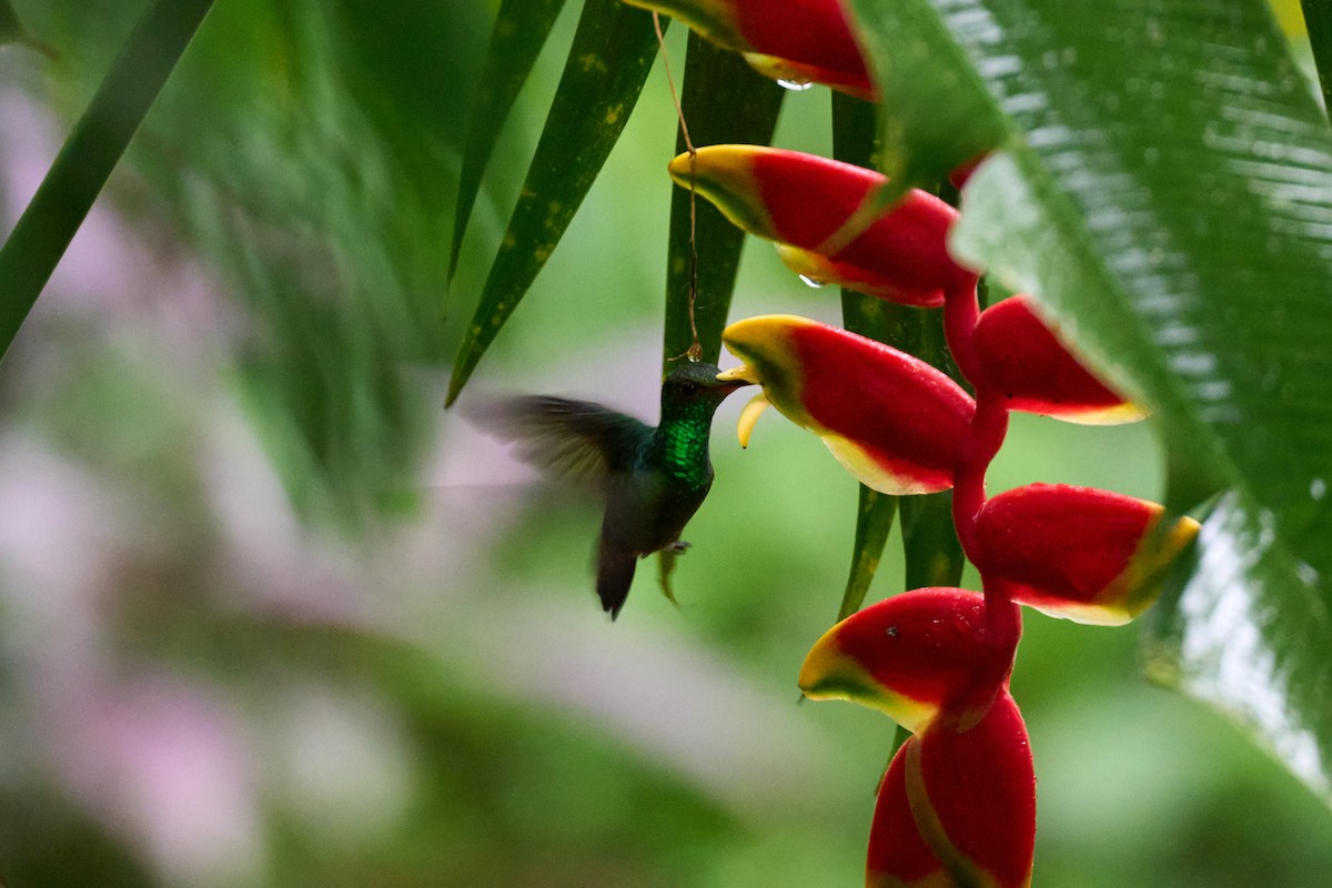 Purpurkron-Schmuckkolibri - ML644085052