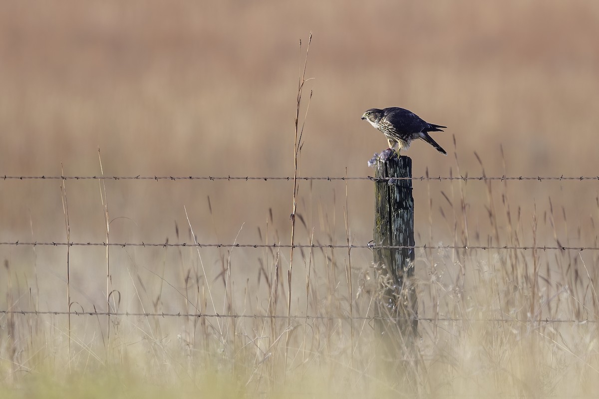 Merlin - ML644085055