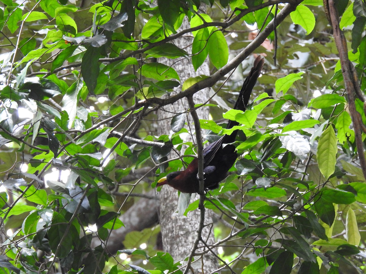 Yellow-billed Malkoha - ML644085067