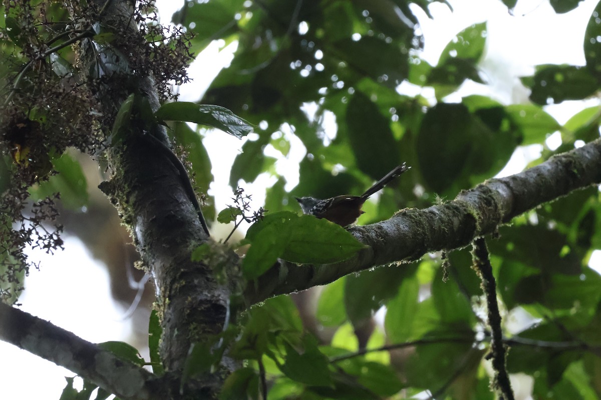 Streak-headed Antbird - ML644085074