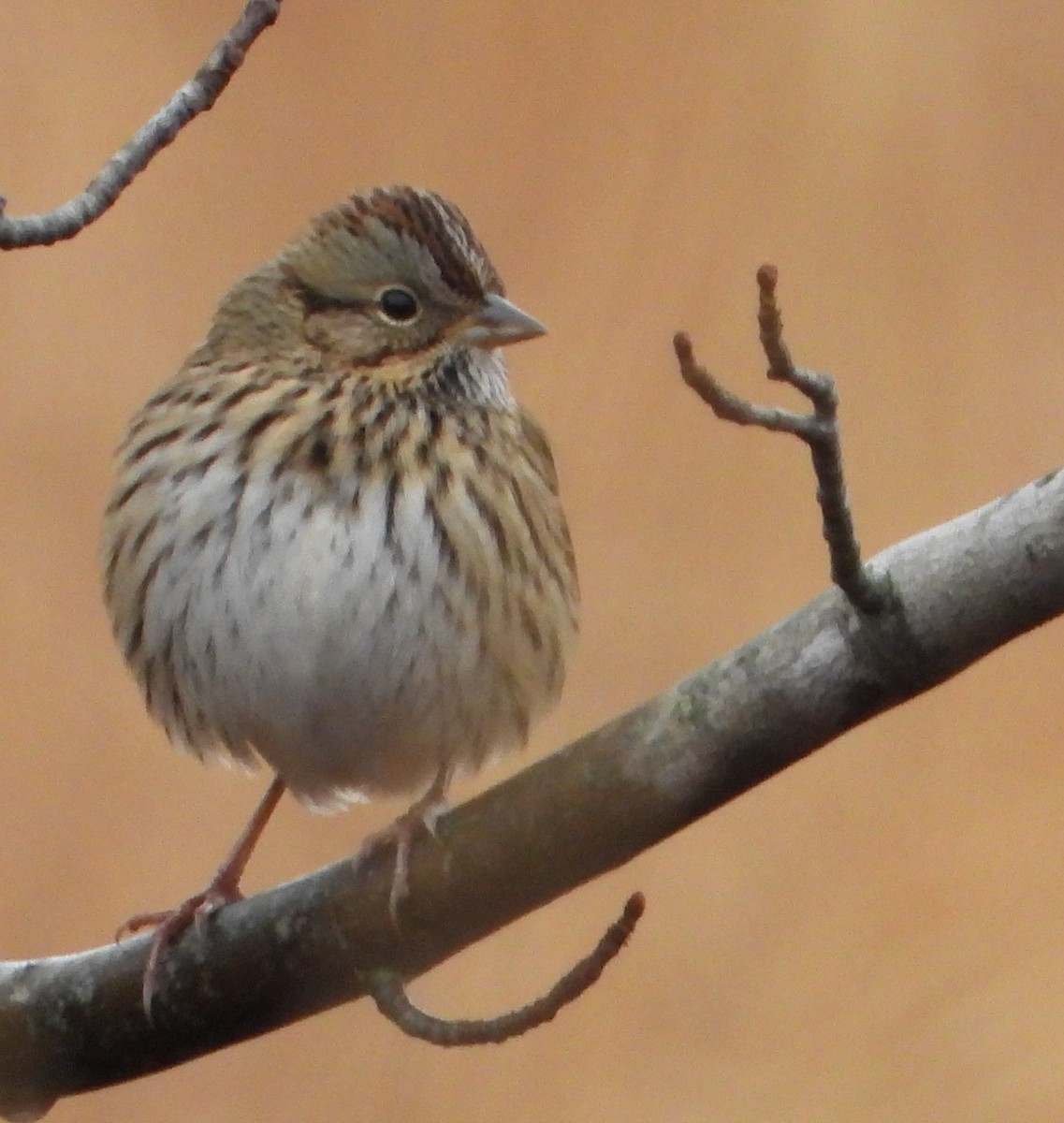 Lincoln's Sparrow - ML644085080