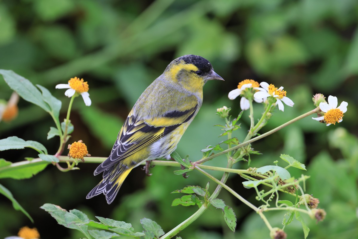Eurasian Siskin - ML644085097
