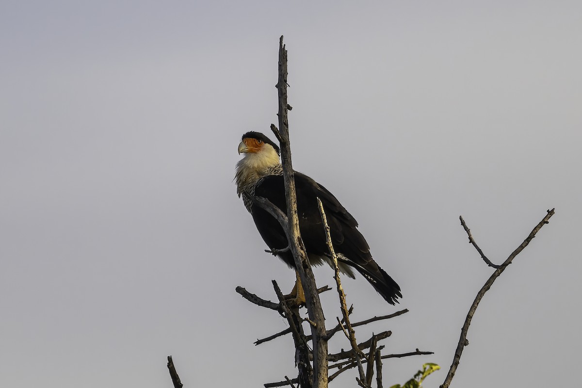 Crested Caracara - ML644085098